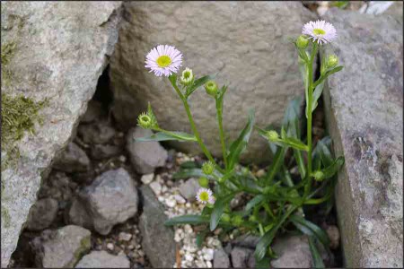 Erigeron fleti.